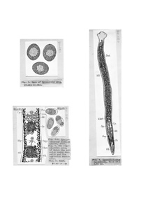 日本の寄生蠕虫相の研究，第4部．魚類の条虫類．原図1/2