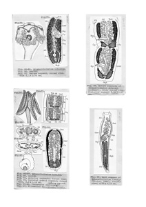 日本の寄生蠕虫相の研究，第4部．魚類の条虫類．原図2/2