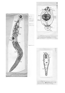 日本の寄生蠕虫相の研究，第1部．鳥類・爬虫類・哺乳類の吸虫類．原図（部分）
