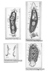 日本の寄生蠕虫相の研究，第2部．魚類の吸虫類．原図1/3（部分）