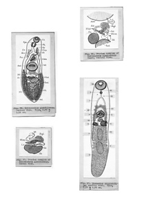 日本の寄生蠕虫相の研究，第2部．魚類の吸虫類．原図2/3（部分）