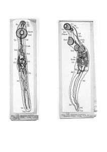 日本の寄生蠕虫相の研究，第2部．魚類の吸虫類．原図3/3（部分）