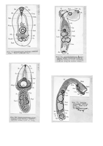 日本の寄生蠕虫相の研究，第5部．鳥類の吸虫類Ⅲ．原図（部分）
