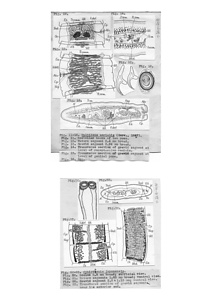 日本の寄生蠕虫相の研究，第7部．鳥類とヘビ類の条虫類．原図（部分）