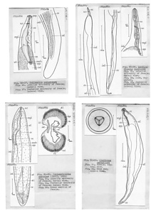 日本の寄生蠕虫相の研究，第9部．魚類の線虫類１．原図（部分）