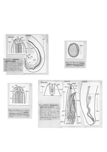 日本の寄生蠕虫相の研究，第12部．鳥類の線虫類Ⅰ．原図（部分）