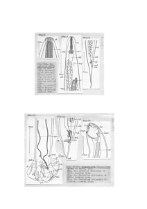 日本の寄生蠕虫相の研究，第13部．哺乳類の線虫類．原図（部分）