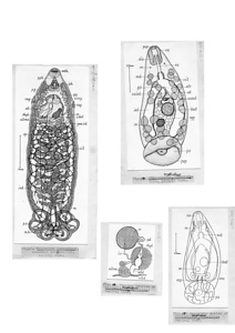 日本の寄生蠕虫相の研究，第14部．両生類の吸虫類．原図（部分）