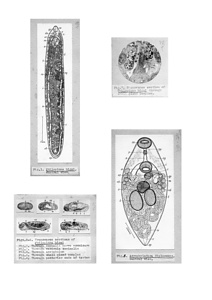 日本の寄生蠕虫相の研究，第15部．魚類の吸虫類Ⅱ．原図