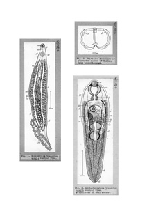 日本の寄生蠕虫相の研究，第17部．海産魚類のアカアマダイの吸虫類．原図（部分）