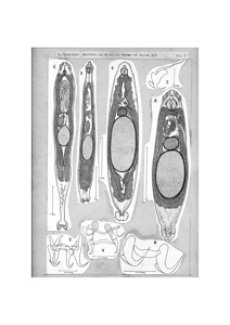 日本の寄生蠕虫相の研究，第19部．新たな十四種の魚類の外部寄生性吸虫類．原図