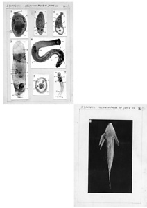 日本の寄生蠕虫相の研究，第20部．海水魚から得られた吸虫類の幼虫．原図