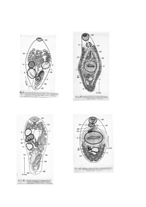 日本の寄生蠕虫相の研究，第21部．魚類の吸虫類Ⅳ．原図（部分）