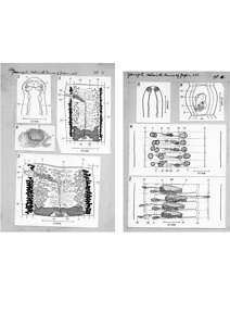 日本の寄生蠕虫相の研究，第22部．カエルに寄生する新種の条虫類二種．原図