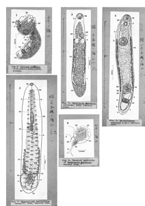 日本の寄生蠕虫相の研究，第32部．鳥類の吸虫類 V．原図