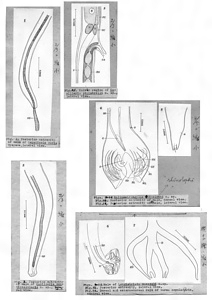 日本の寄生蠕虫相の研究，第35部　哺乳類の線虫類 II．原図（部分）