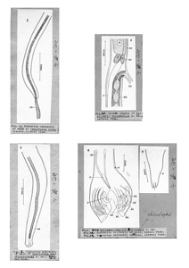 日本の寄生蠕虫相の研究，第35部　哺乳類の線虫類 II．原図（部分）