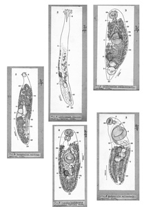 日本の寄生蠕虫相の研究，第39部．主に那覇の魚類の吸虫類．原図（部分）