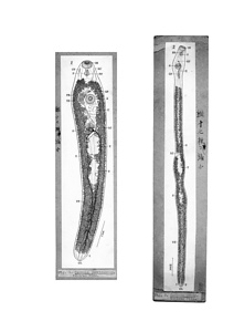 日本の寄生蠕虫相の研究，第40部．海洋哺乳類の胆管の吸虫類，新種三種．原図