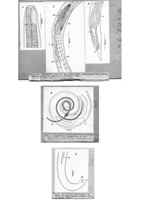 日本の寄生蠕虫相の研究，第43部．哺乳類の線虫類 IV．原図（部分）