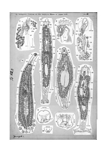 日本の寄生蠕虫相の研究，第24部．魚類の吸虫類 V．原図