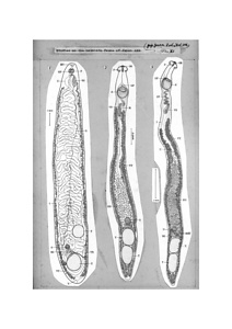 日本の寄生蠕虫相の研究，第25部．鳥類の吸虫類 IV．原図1/2