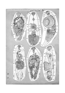 日本の寄生蠕虫相の研究，第26部．魚類の吸虫類 VI．原図