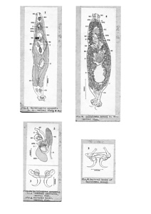 日本の寄生蠕虫相の研究，第31部．魚類の吸虫類 VII．原図（部分）