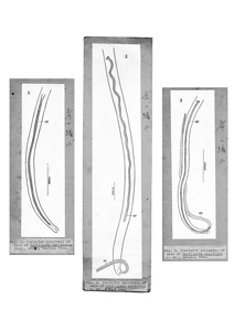 日本の寄生蠕虫相の研究，第36部．鳥類の線虫類 II．原図（部分）