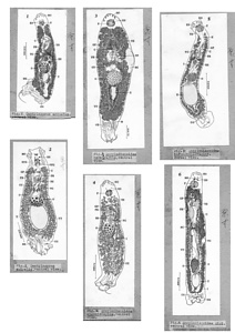 日本の寄生蠕虫相の研究，第37部．魚類の吸虫類 VIII．原図（部分）