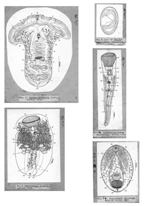 日本の寄生蠕虫相の研究，第38部．魚類の吸虫類の幼虫．原図（部分）
