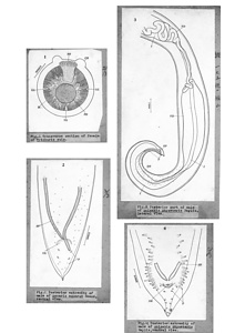 日本の寄生蠕虫相の研究，第41部．哺乳類の線虫類III．原図（部分）