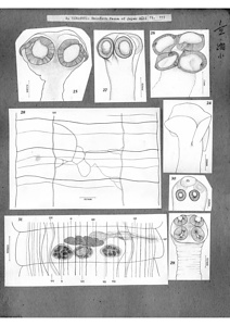 日本の寄生蠕虫相の研究，第42部．哺乳類の条虫類II．原図（部分）