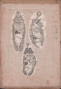 日本の寄生蠕虫相の研究，第44部．魚類の吸虫類 IX．原図