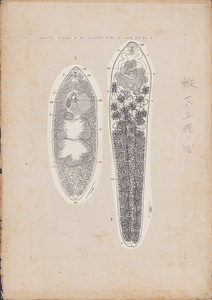 日本の寄生蠕虫相の研究，第45部．海洋哺乳類の吸虫類．原図