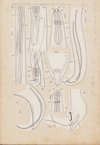 日本の寄生蠕虫相の研究，第46部．海洋哺乳類の線虫類．原図