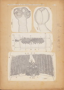 日本の寄生蠕虫相の研究，第47部．海洋哺乳類と鳥類の条虫類．原図