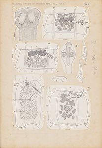 日本の寄生蠕虫相の研究，第50部．鳥類の条虫類III．原図