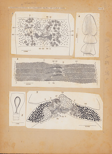 日本の寄生蠕虫相の研究，第49部．魚類の条虫類II．原図1/2