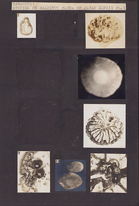 日本の寄生蠕虫相の研究，第48部．魚類の吸虫類Ⅹ．原図