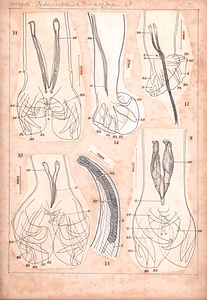 日本の寄生蠕虫相の研究，第51部．哺乳類の線虫類V．原図（部分）