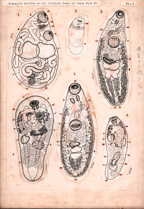 日本の寄生蠕虫相の研究，第52部．魚類の吸虫類Ⅺ．原図