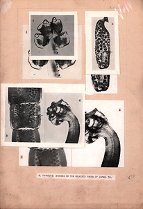 日本の寄生蠕虫相の研究，第56部．魚類の条虫類Ⅲ．原図