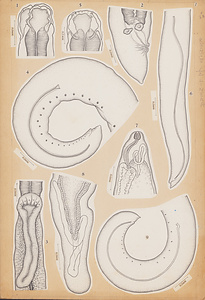 日本の寄生蠕虫相の研究，第57部．魚類の線虫類Ⅲ．原図