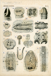 寄生蠕虫類の分類体系．第II巻．脊椎動物の条虫類　原図1/7