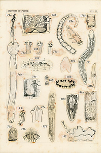 寄生蠕虫類の分類体系．第II巻．脊椎動物の条虫類　原図2/7