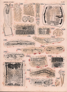 寄生蠕虫類の分類体系．第II巻．脊椎動物の条虫類　原図3/7