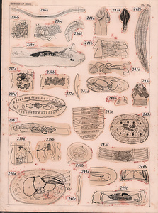 寄生蠕虫類の分類体系．第II巻．脊椎動物の条虫類　原図4/7