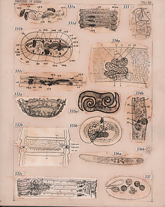 寄生蠕虫類の分類体系．第II巻．脊椎動物の条虫類　原図5/7