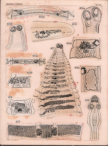 寄生蠕虫類の分類体系．第II巻．脊椎動物の条虫類　原図6/7
